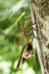 Libellula sul ramo
