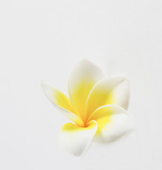 plumeria