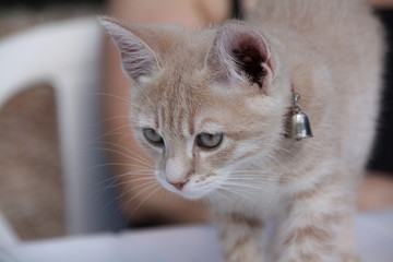 Chaton joue sur la table mignon adorable blanc beige