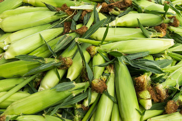 Sweet corn at the farmers market