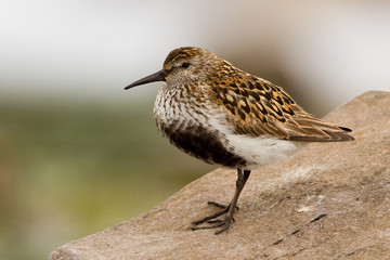 Dunlin