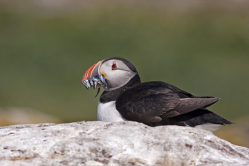 Puffin