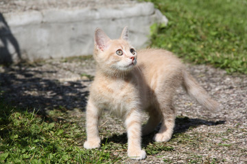 Chat, félin, portrait, le plus beau pose dans l'herbe