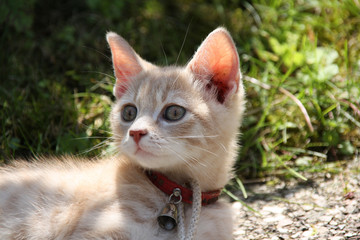 Chaton mignon dehors, animal chat