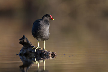 Moorhen