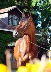 portrait of amazing breed elite stallion