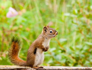 Curious cute American Red Squirrel posing watchful