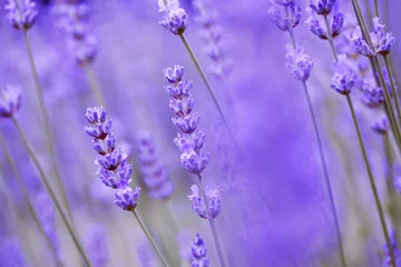 Küchenrückwand glas motiv closeup of lavender in the field © originalpunkt
