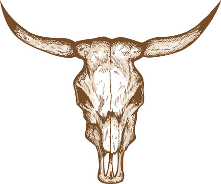 Bull skull