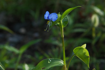 つゆ草