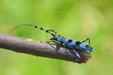 ルリボシカミキリ　‐Rosalia batesi‐