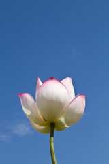 Obraz premium White lotus on blue sky background