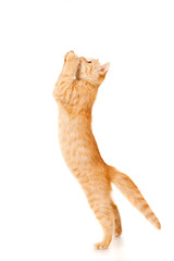 Funny redhead cat jumps up, isolated on white