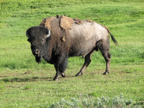 Wild Bison in Yellowstone National Park at Summer, USA