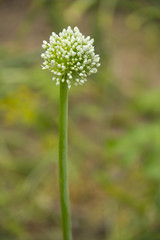 Onion white flower with seed