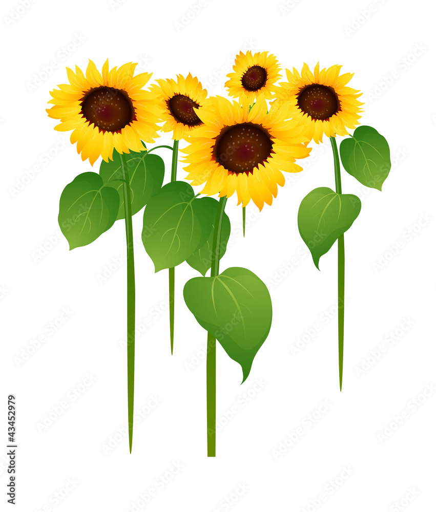 Wall mural vector icon sunflower