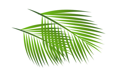 vector icon leaf