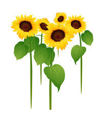 Naklejka premium vector icon sunflower