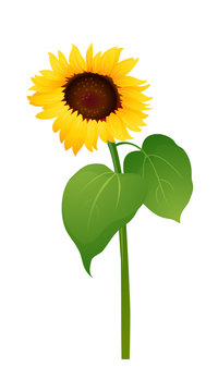 vector icon sunflower