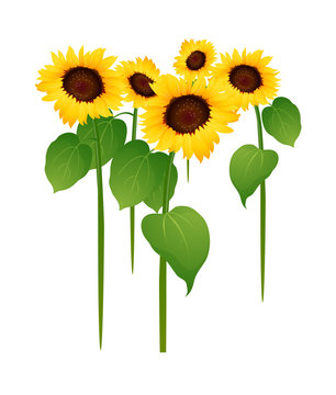 vector icon sunflower