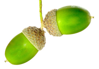 acorns