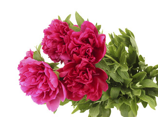 beautiful pink peonies isolated on white