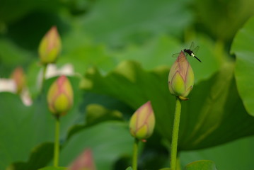 蓮とトンボ
