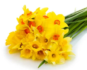 Rideaux occultants Narcisse Belles jonquilles jaunes isolated on white