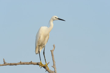 Little egret