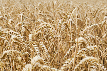 Wheat field