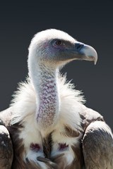 vulture