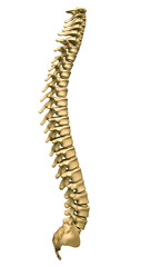 Human spine