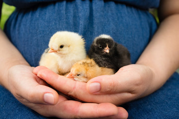 Hand hold caring for a small chicken.
