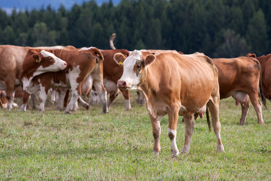 Cows on pasture