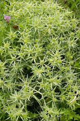Eryngium campestre / Panicaut champêtre