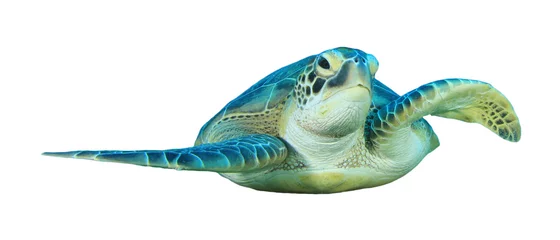 Foto auf Acrylglas Schildkröte Grüne Meeresschildkröte isoliert auf weiß