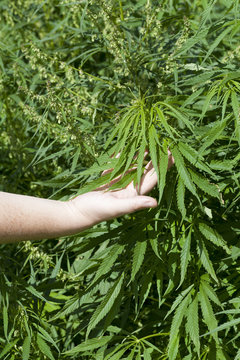 Hand near cannabis leaves