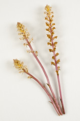 Orobanche sp. / Orobanche