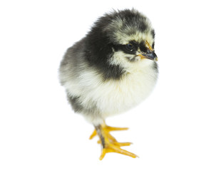 chicken isolated
