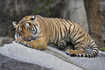 Hinterindischer Tiger 12