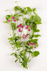 Lathyrus tuberosus / Gesse tubéreuse