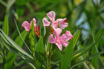 Oleander