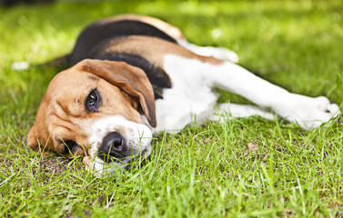 Cute beagle