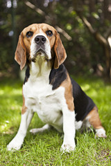Cute beagle