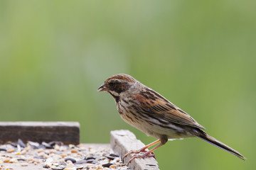 Reed Bunting Female