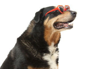 Dog with sunhglasses