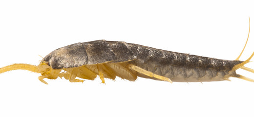 Silverfish - Lepisma saccharina isolated on white