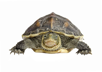 Fototapeta premium front view isolated turtle