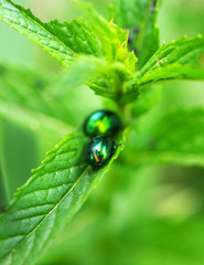 insect