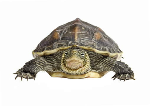 front view isolated turtle